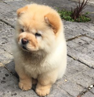 Chow Chow Puppies for good homes
