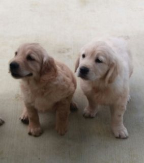 Golden Retriever Puppies ready for Sale