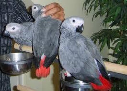 Nice looking males and females African Grey Parrots Available