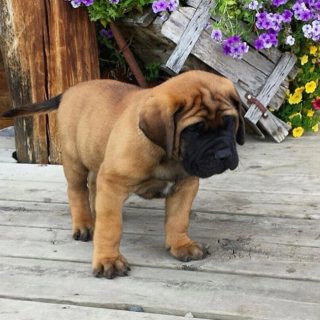 English Bull Mastiff puppies available for sale