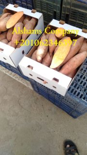 sweet potato 4