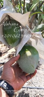 fresh mango 3